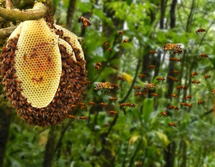 Thenkoodu - The Inception